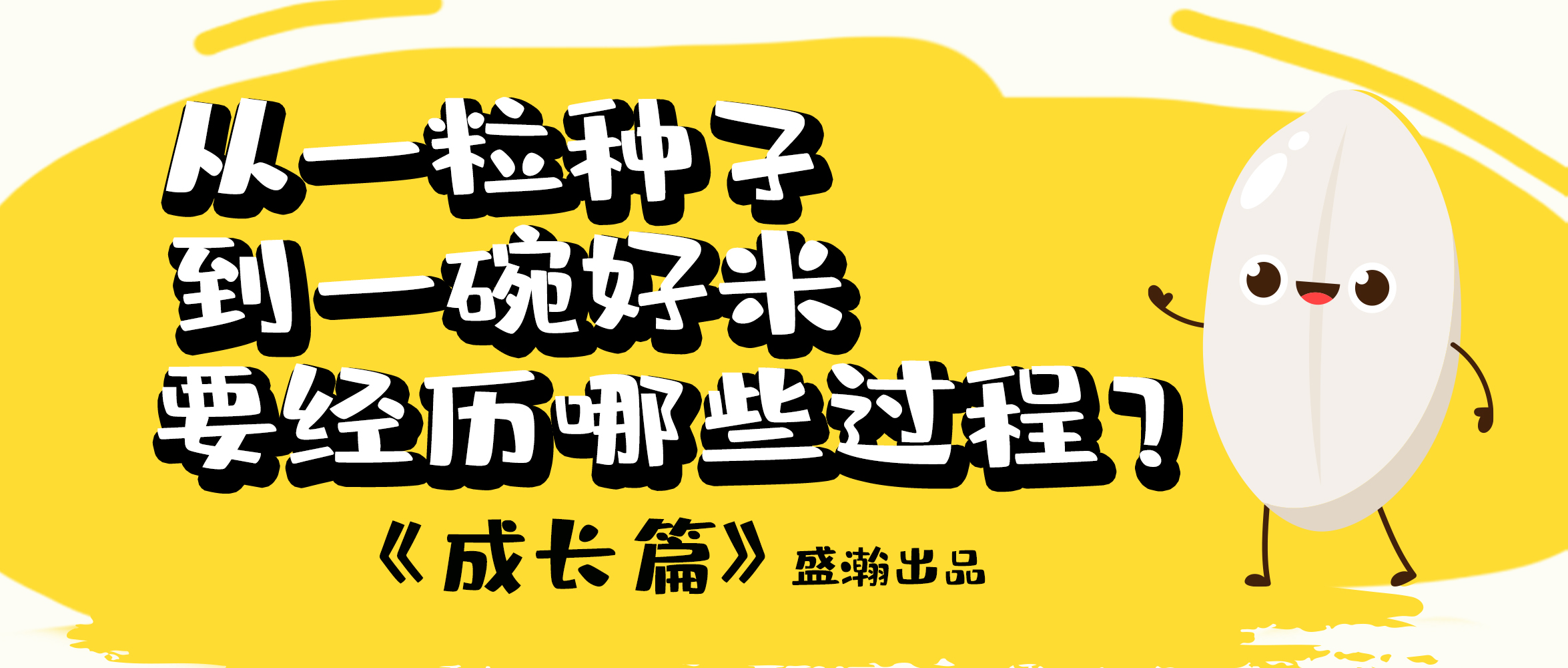 大米的一生-成長(zhǎng)篇 | 從一粒種子到一碗好米要經(jīng)歷哪些過(guò)程？